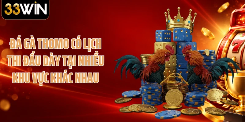 Đá gà Thomo có lịch thi đấu dày tại nhiều khu vực khác nhau